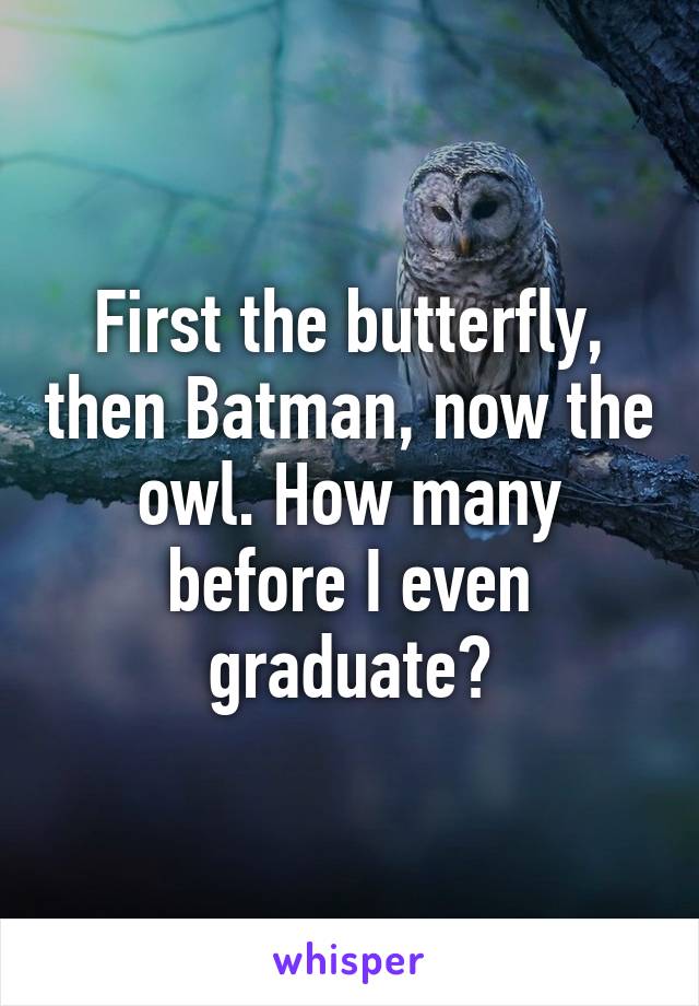 First the butterfly, then Batman, now the owl. How many before I even graduate?