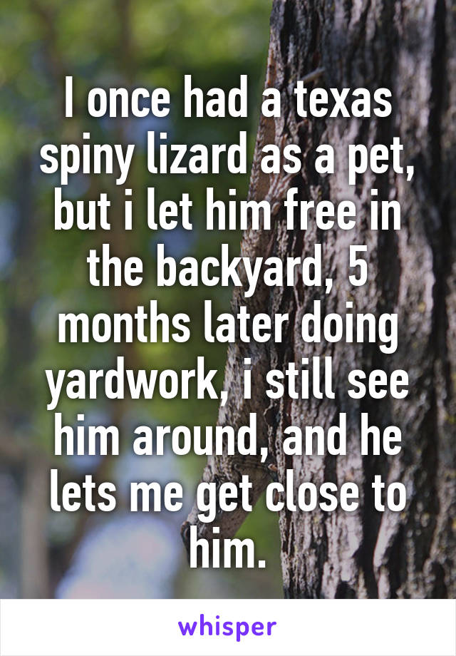 I once had a texas spiny lizard as a pet, but i let him free in the backyard, 5 months later doing yardwork, i still see him around, and he lets me get close to him.