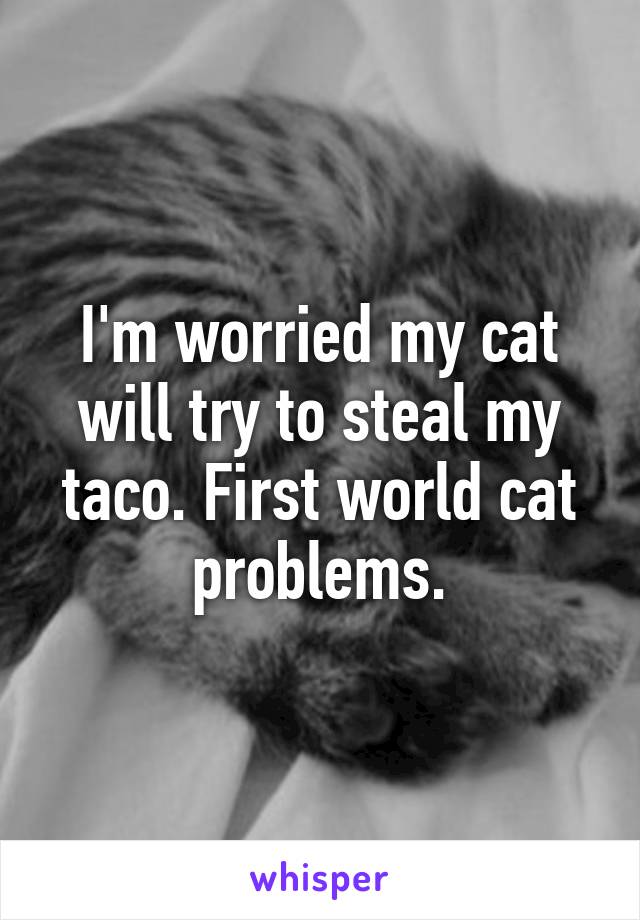 I'm worried my cat will try to steal my taco. First world cat problems.