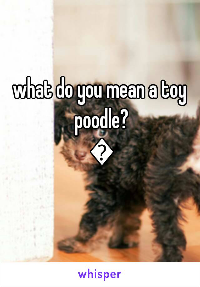 what do you mean a toy poodle? 😕