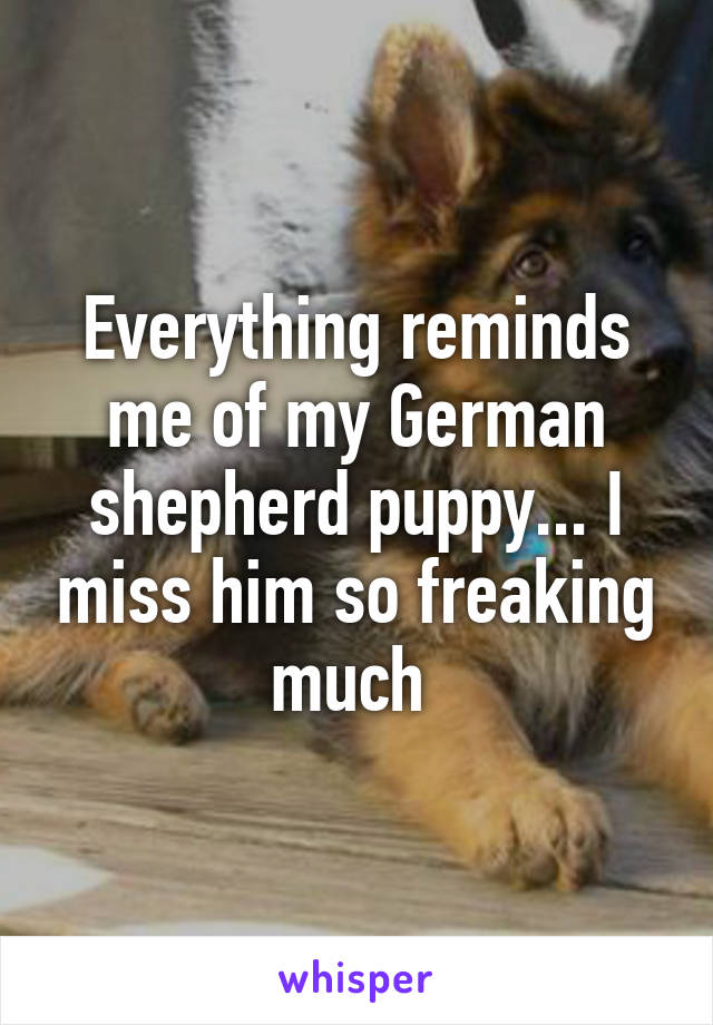 Everything reminds me of my German shepherd puppy... I miss him so freaking much 