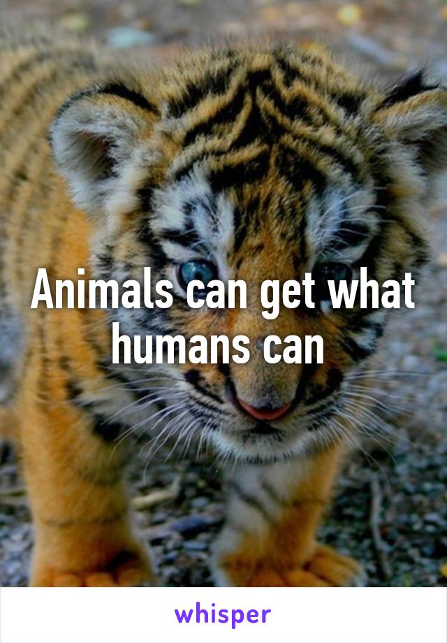 Animals can get what humans can 