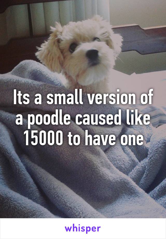 Its a small version of a poodle caused like 15000 to have one