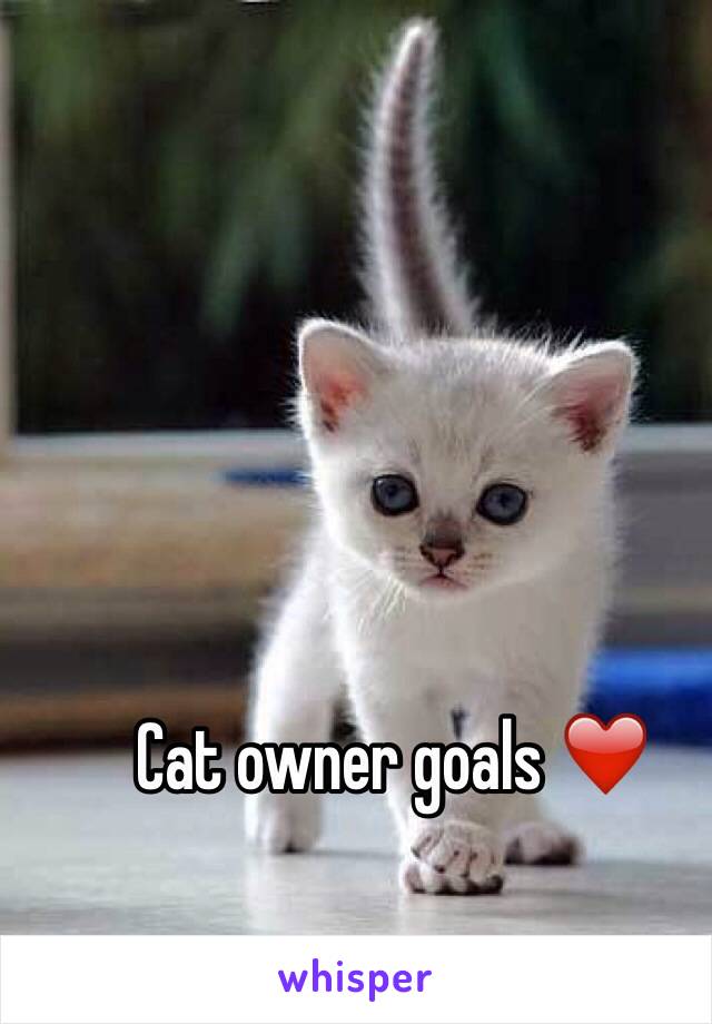 Cat owner goals ❤️