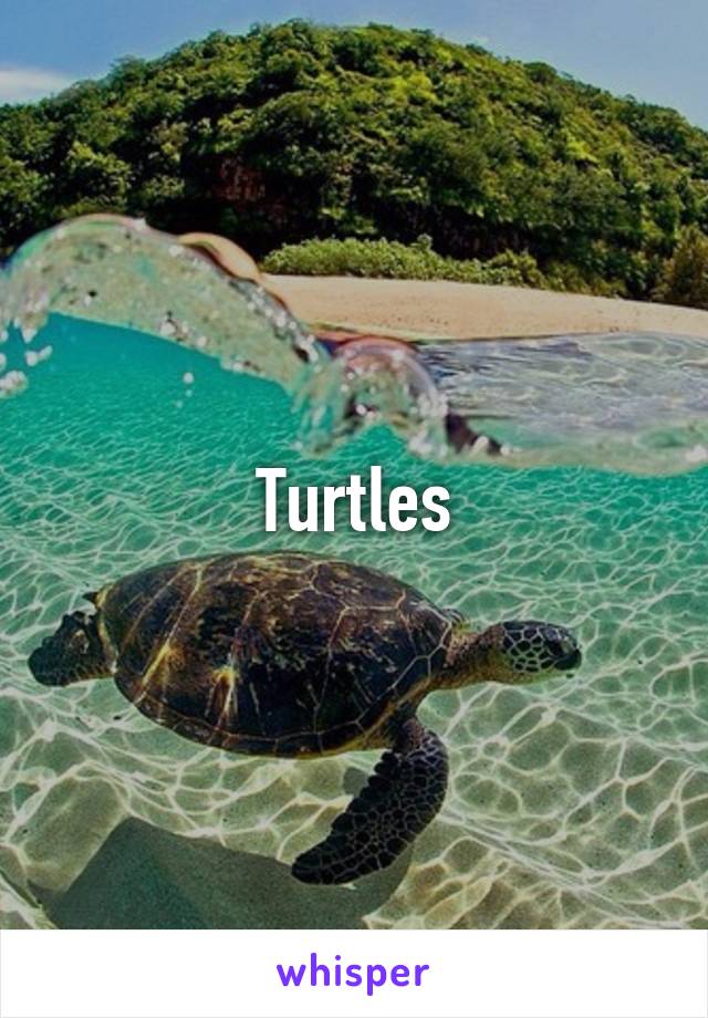 Turtles