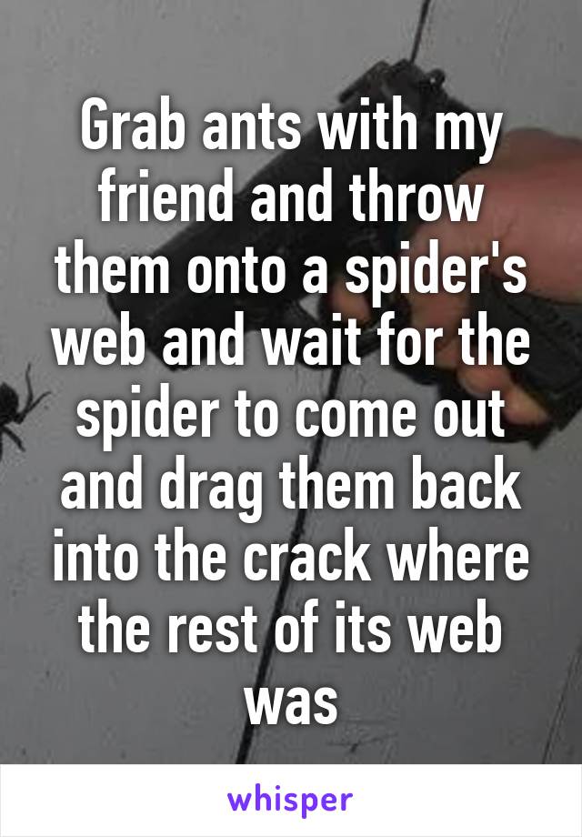 Grab ants with my friend and throw them onto a spider's web and wait for the spider to come out and drag them back into the crack where the rest of its web was