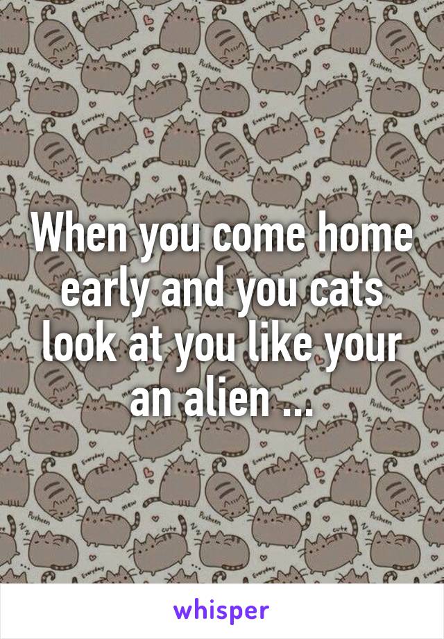 When you come home early and you cats look at you like your an alien ...