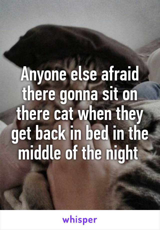 Anyone else afraid there gonna sit on there cat when they get back in bed in the middle of the night 