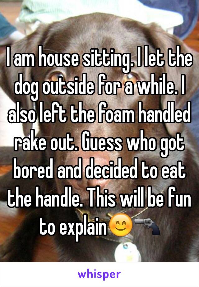 I am house sitting. I let the dog outside for a while. I also left the foam handled rake out. Guess who got bored and decided to eat the handle. This will be fun to explain😊🔫