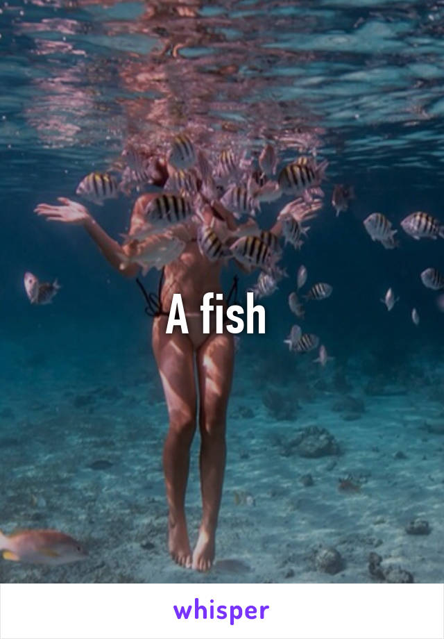 A fish 