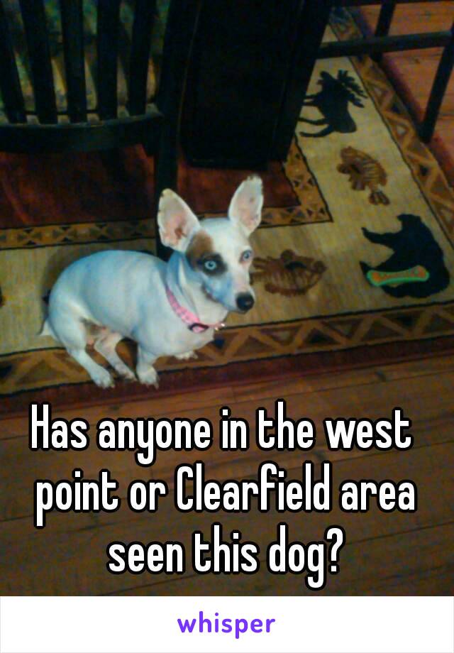 Has anyone in the west point or Clearfield area seen this dog?