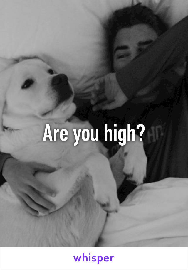 Are you high?