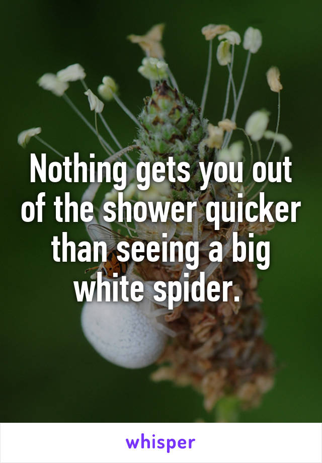 Nothing gets you out of the shower quicker than seeing a big white spider. 