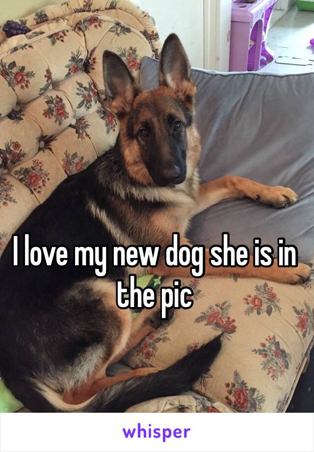 I love my new dog she is in the pic 