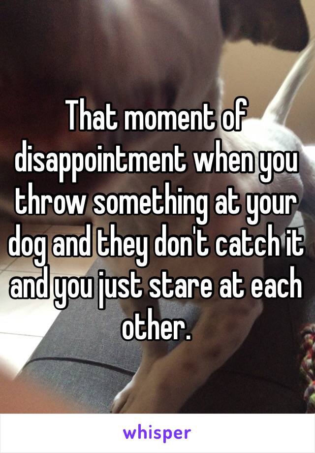 That moment of disappointment when you throw something at your dog and they don't catch it and you just stare at each other. 