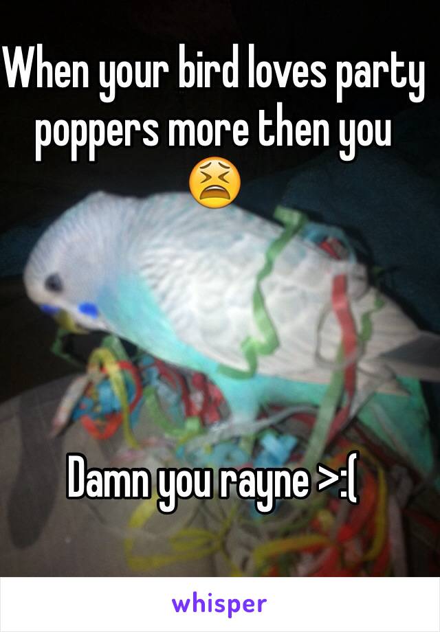 When your bird loves party poppers more then you 
😫




Damn you rayne >:(