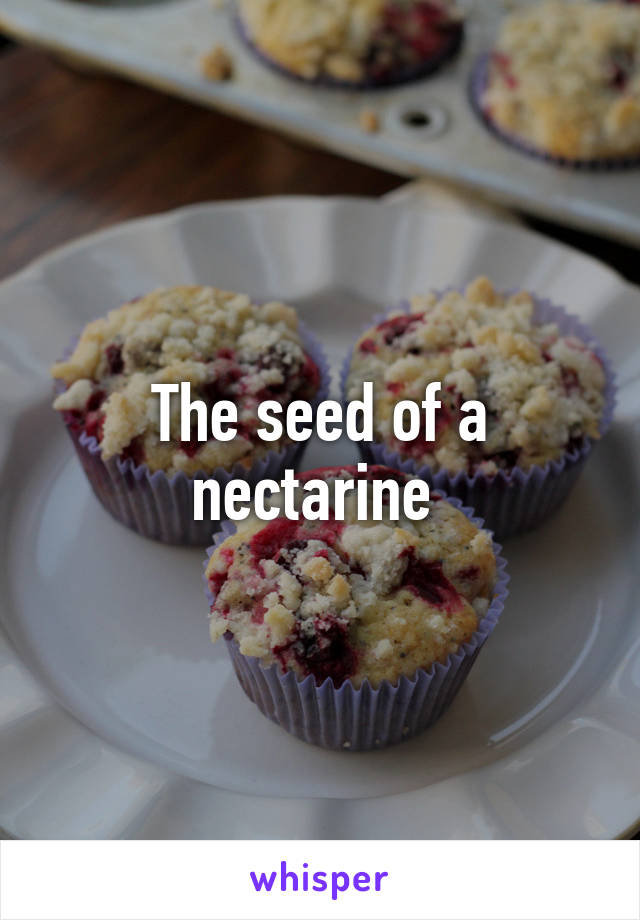 The seed of a nectarine 