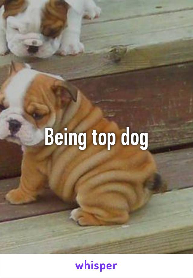 Being top dog