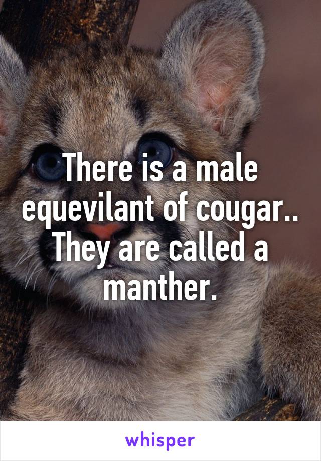 There is a male equevilant of cougar.. They are called a manther.