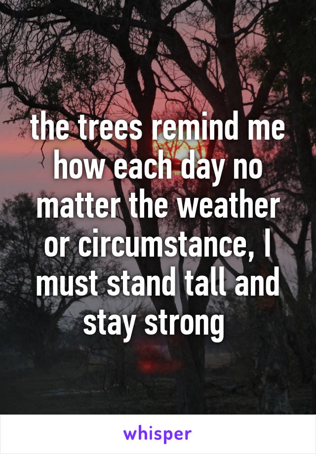 the trees remind me how each day no matter the weather or circumstance, I must stand tall and stay strong 