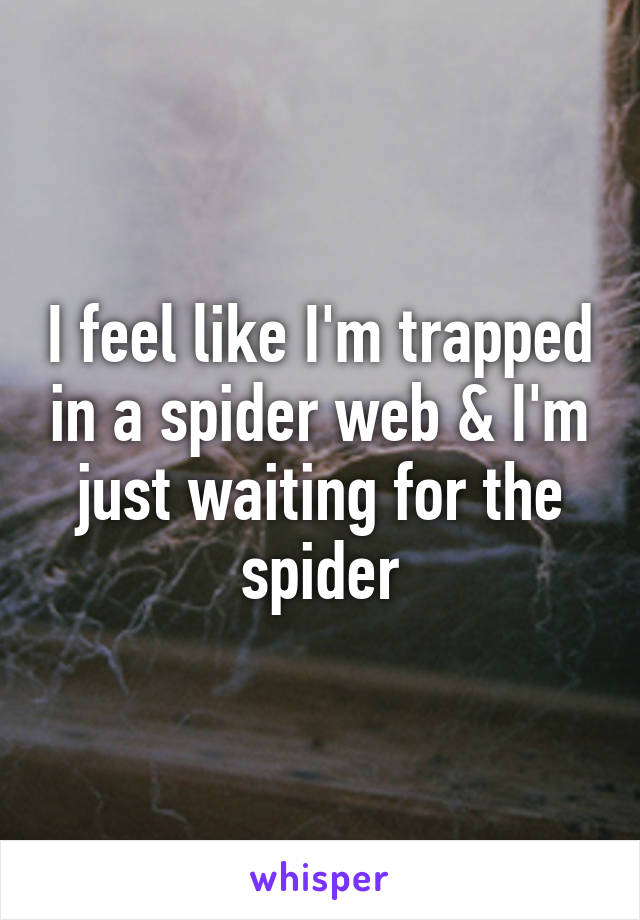 I feel like I'm trapped in a spider web & I'm just waiting for the spider