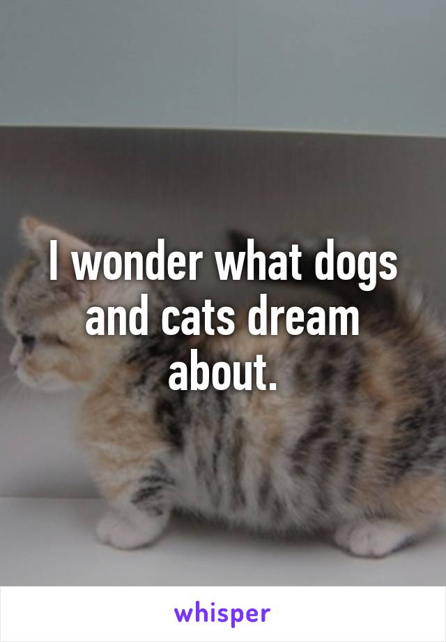 I wonder what dogs and cats dream about.