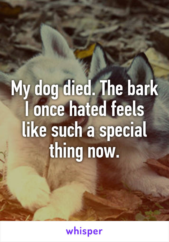 My dog died. The bark I once hated feels like such a special thing now.