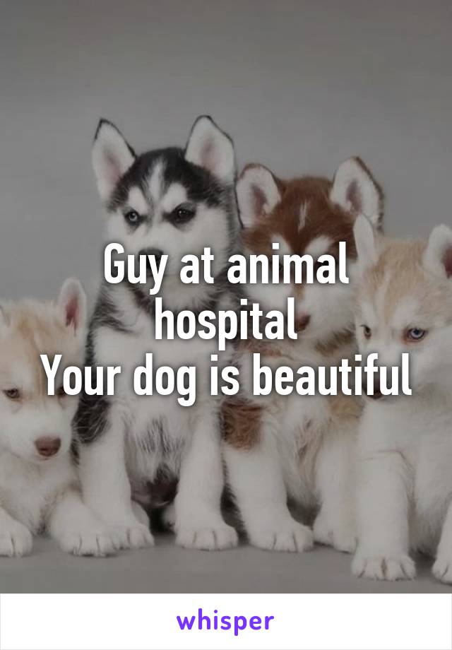 Guy at animal hospital
Your dog is beautiful