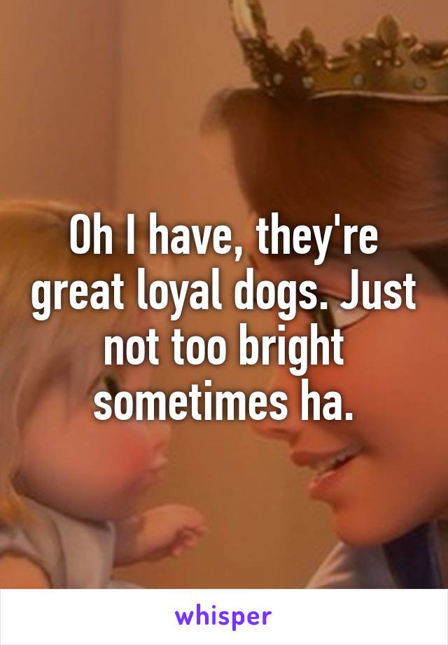 Oh I have, they're great loyal dogs. Just not too bright sometimes ha.