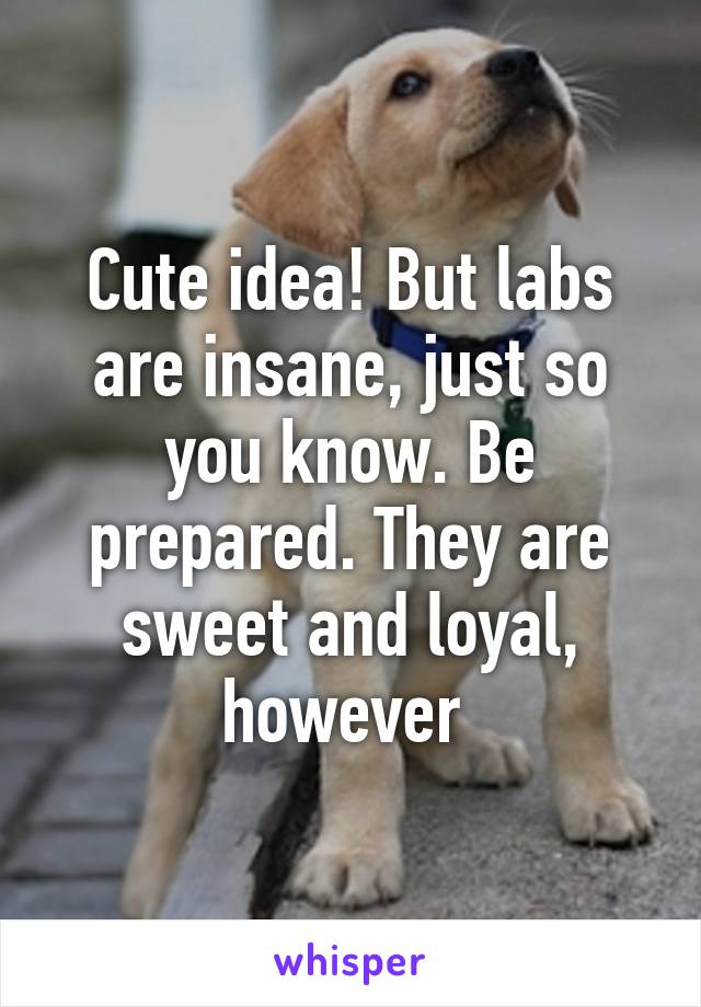 Cute idea! But labs are insane, just so you know. Be prepared. They are sweet and loyal, however 