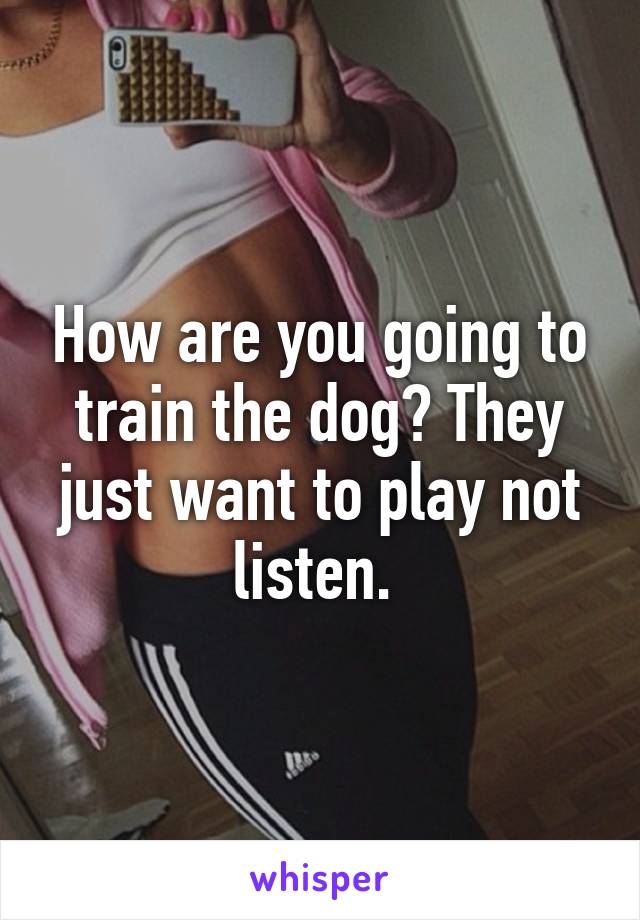 How are you going to train the dog? They just want to play not listen. 
