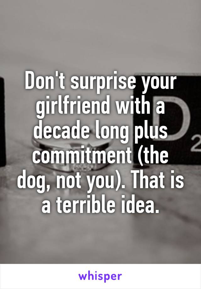 Don't surprise your girlfriend with a decade long plus commitment (the dog, not you). That is a terrible idea.