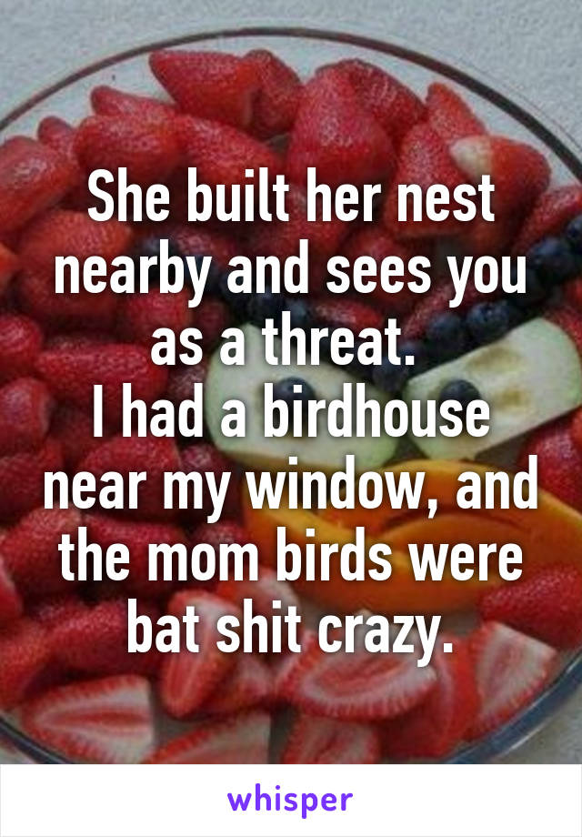 She built her nest nearby and sees you as a threat. 
I had a birdhouse near my window, and the mom birds were bat shit crazy.