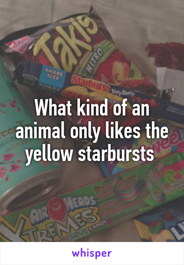 What kind of an animal only likes the yellow starbursts 