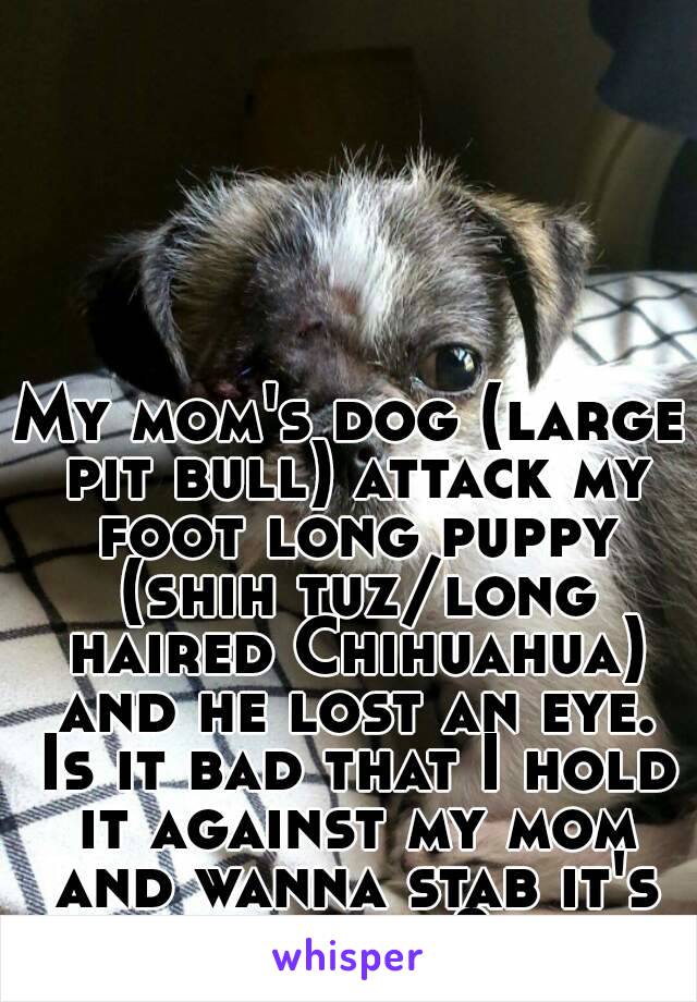 My mom's dog (large pit bull) attack my foot long puppy (shih tuz/long haired Chihuahua) and he lost an eye. Is it bad that I hold it against my mom and wanna stab it's eye out?