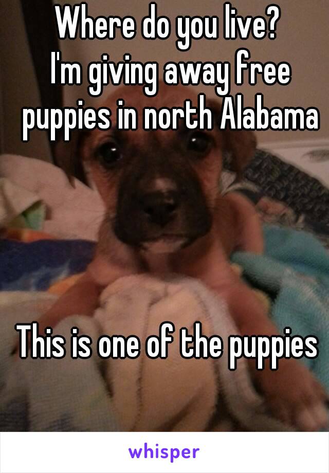 Where do you live?
 I'm giving away free puppies in north Alabama




This is one of the puppies