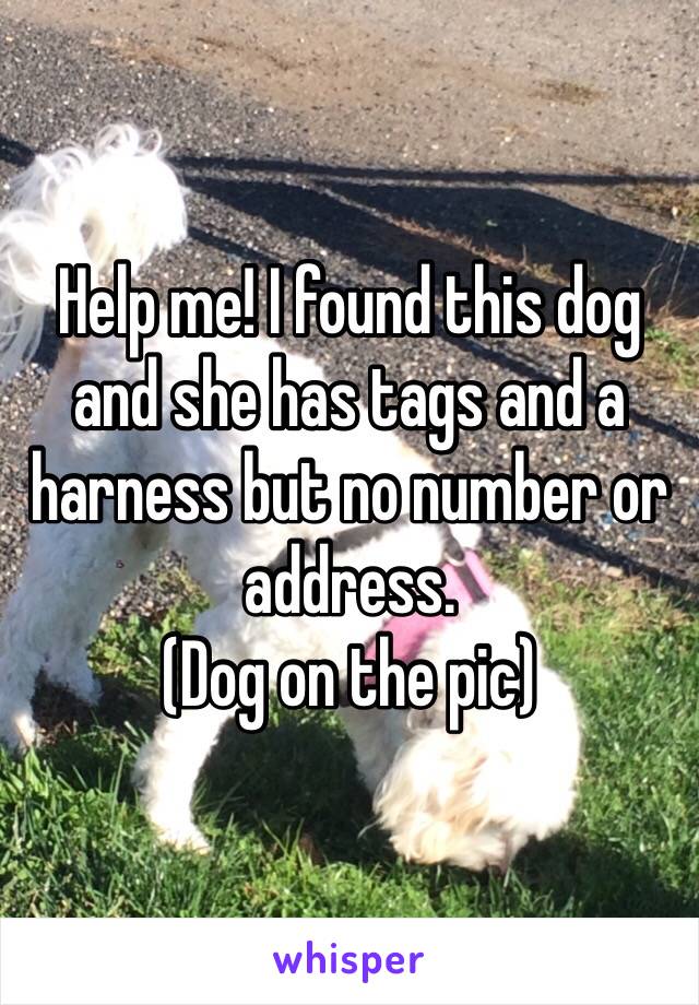 Help me! I found this dog and she has tags and a harness but no number or address. 
(Dog on the pic)