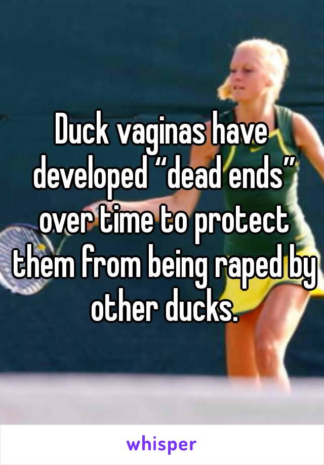 Duck vaginas have developed “dead ends” over time to protect them from being raped by other ducks.