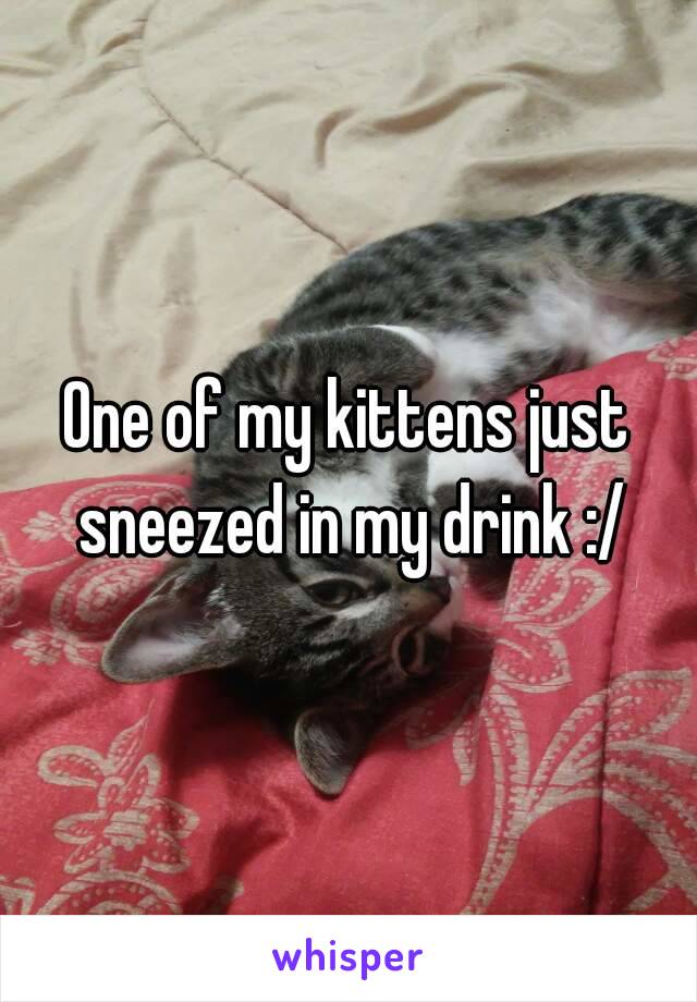 One of my kittens just sneezed in my drink :/