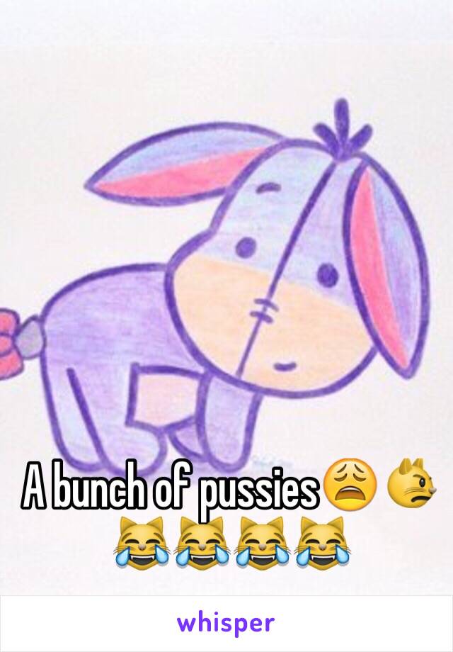 A bunch of pussies😩😾😹😹😹😹