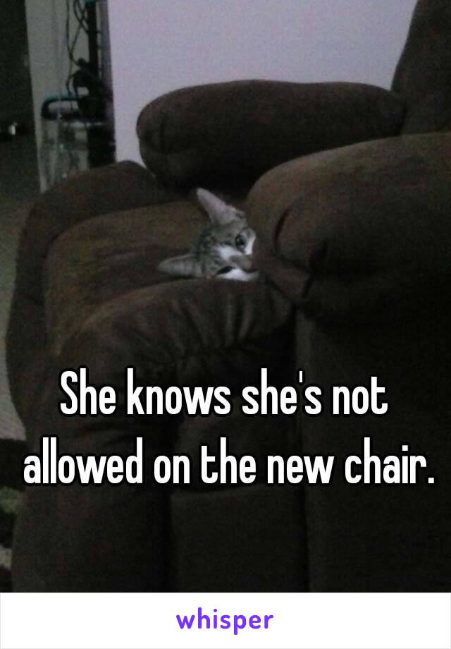 She knows she's not allowed on the new chair.