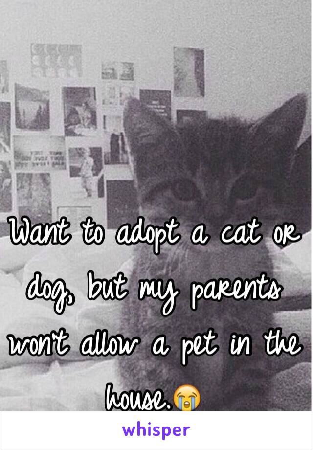 Want to adopt a cat or dog, but my parents won't allow a pet in the house.😭