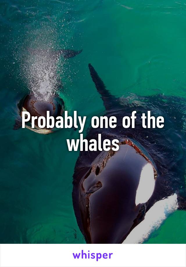 Probably one of the whales