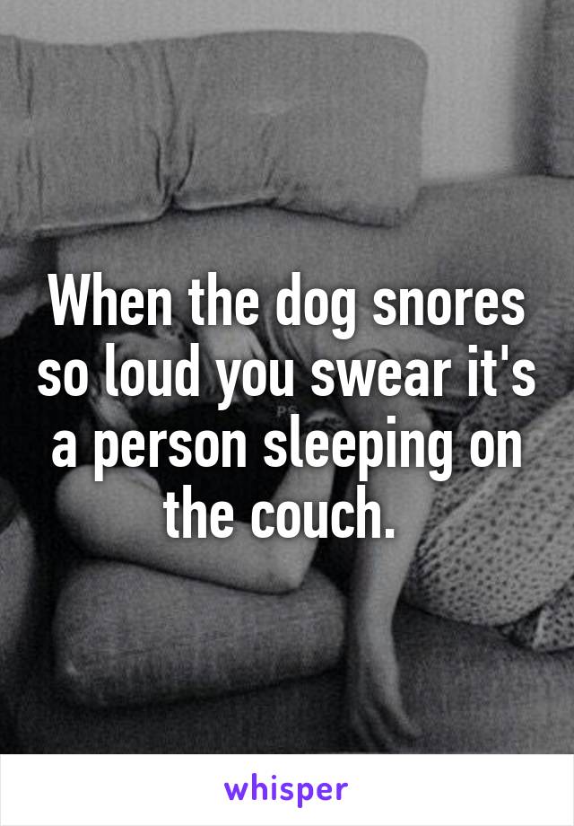 When the dog snores so loud you swear it's a person sleeping on the couch. 