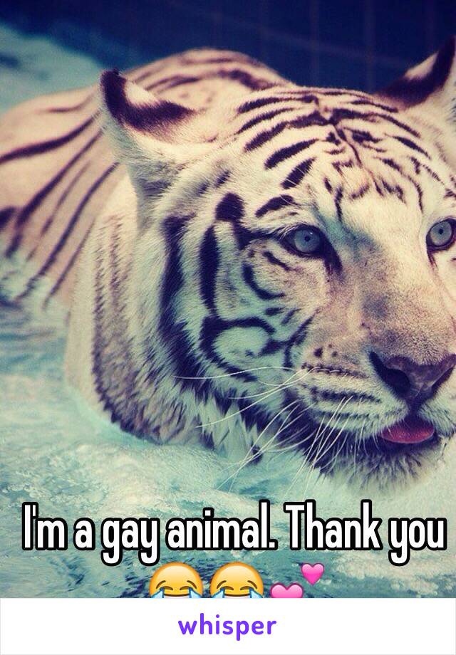 I'm a gay animal. Thank you 😂😂💕