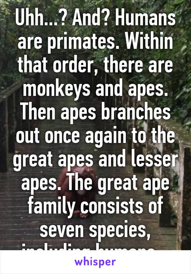 Uhh...? And? Humans are primates. Within that order, there are monkeys and apes. Then apes branches out once again to the great apes and lesser apes. The great ape family consists of seven species, including humans.  