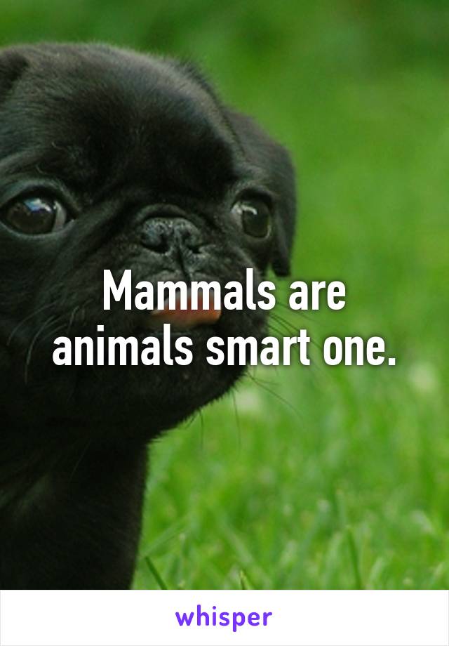 Mammals are animals smart one.