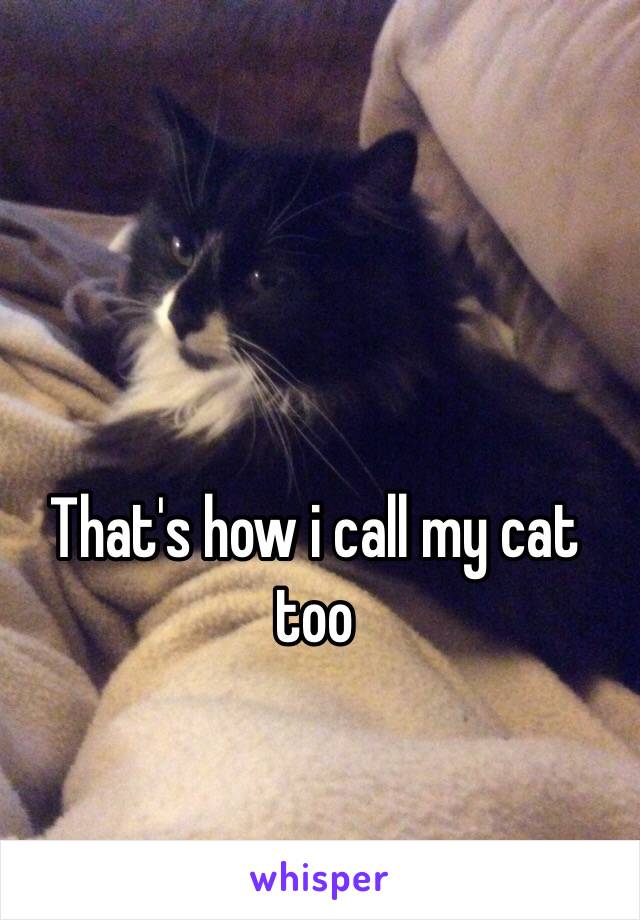 That's how i call my cat too