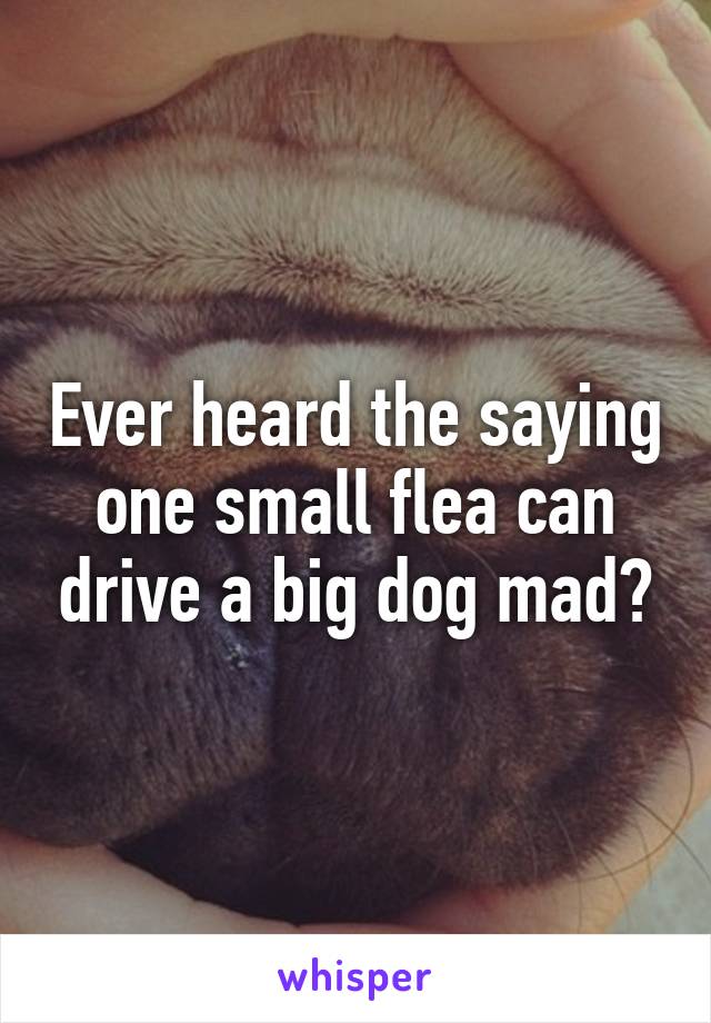 Ever heard the saying one small flea can drive a big dog mad?