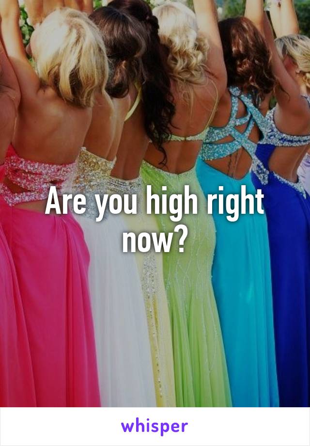 Are you high right now?